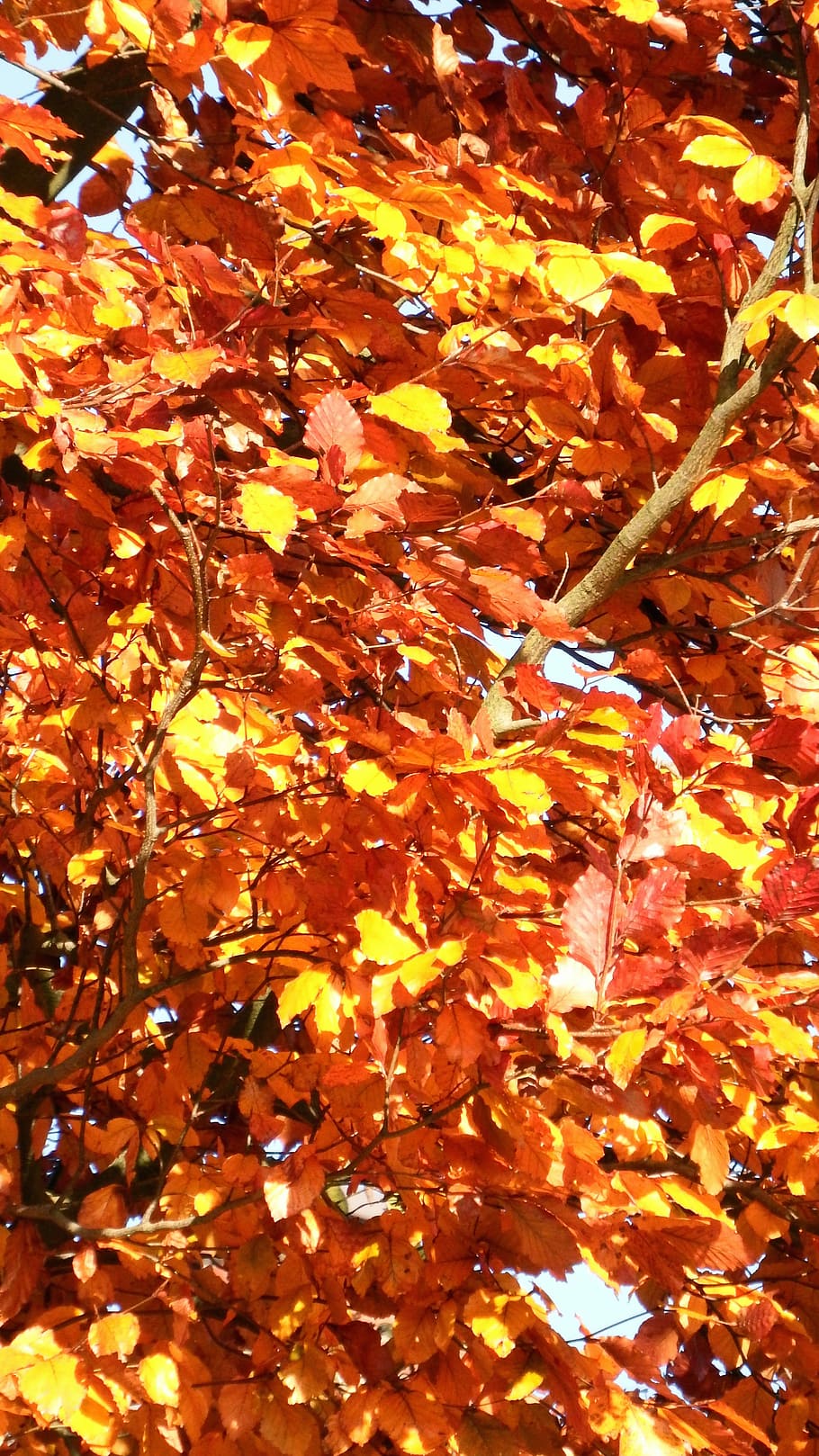 Autumn, Leaves, Tree, Yellow, Fall Color, leaves in the autumn