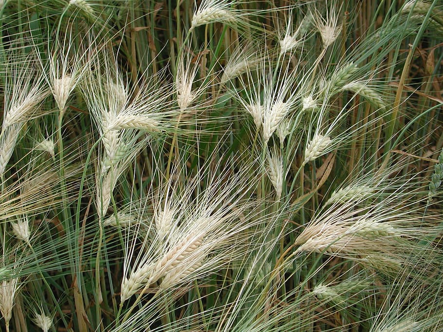 Grain, Wheat, Spike, Cereals, nature, growth, plant, uncultivated HD wallpaper