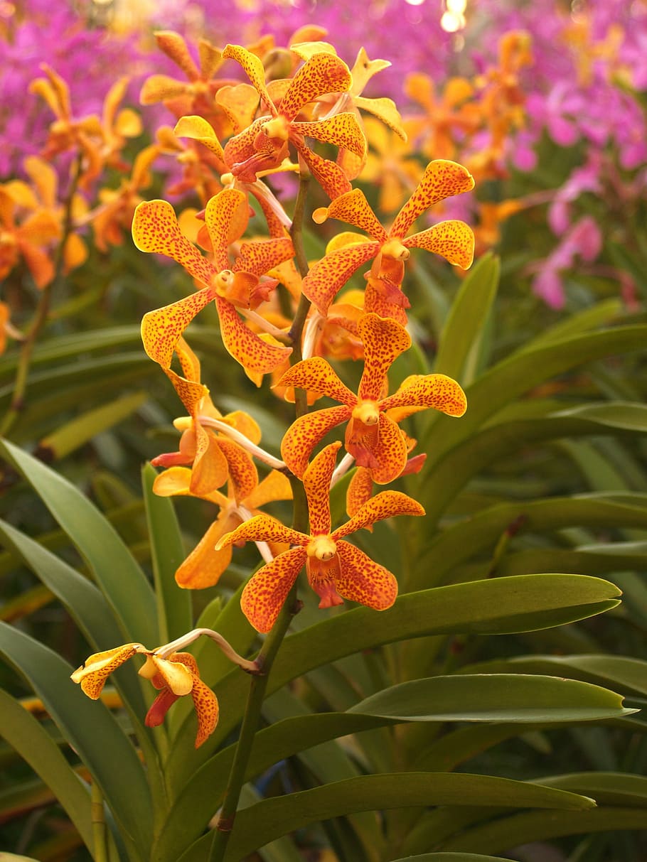 orchid, flower, bright, violet, flora, growth, decoration, bud HD wallpaper