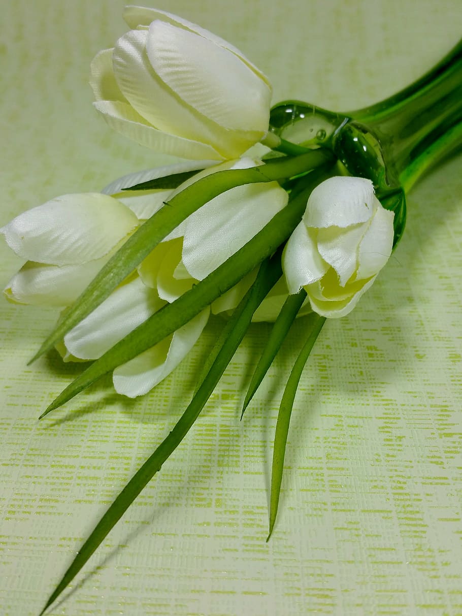 tulips, white, spring, flowers, vase, freshness, flowering plant HD wallpaper