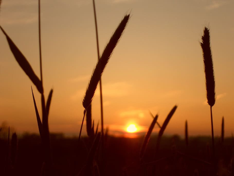 nature, sun, sky, evening, silhouette, sunlight, outdoor, sunset HD wallpaper