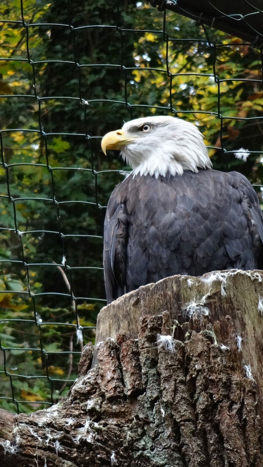 Adler, White, Golden Eagle, Silent, nature, cage, bird, wildlife HD wallpaper