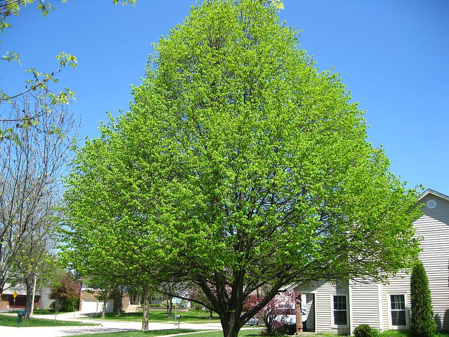 spring, sunny, tree, organic, agriculture, outdoors, environment HD wallpaper