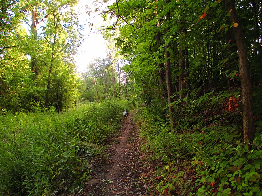 path, angled, foreboding, yellow light, nature, green, park HD wallpaper