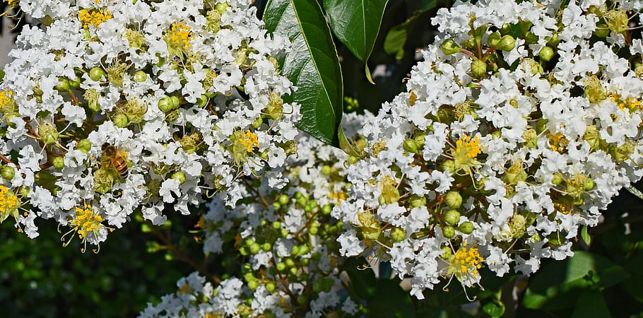 crepe myrtle with honeybee, insect, pollinator, animal, flower, HD wallpaper