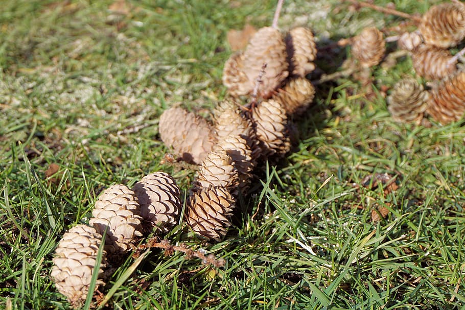 pine cones, tap, grass, nature, plant, field, land, close-up HD wallpaper