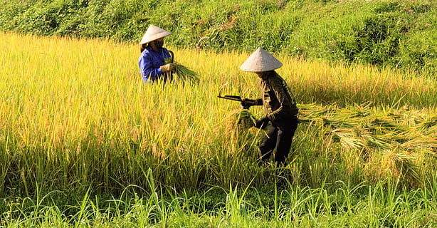 Silk, Rice Fields, Folk, Natural, sky, vietnam, green, asia HD wallpaper