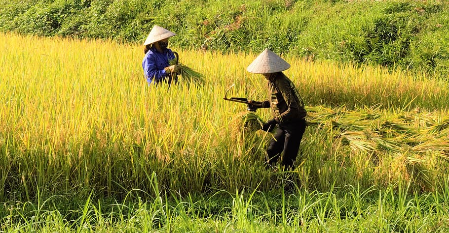 Silk, Rice Fields, Folk, Natural, sky, vietnam, green, asia HD wallpaper