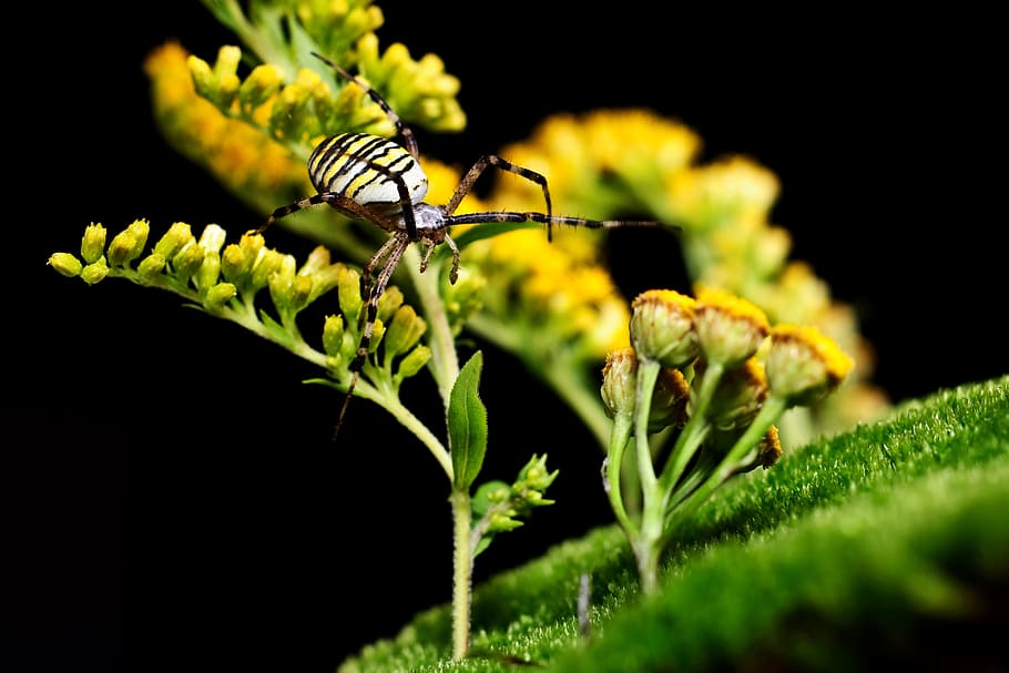 spider, wasp spider, macro, nature, insect, yellow, argiope bruennichi HD wallpaper