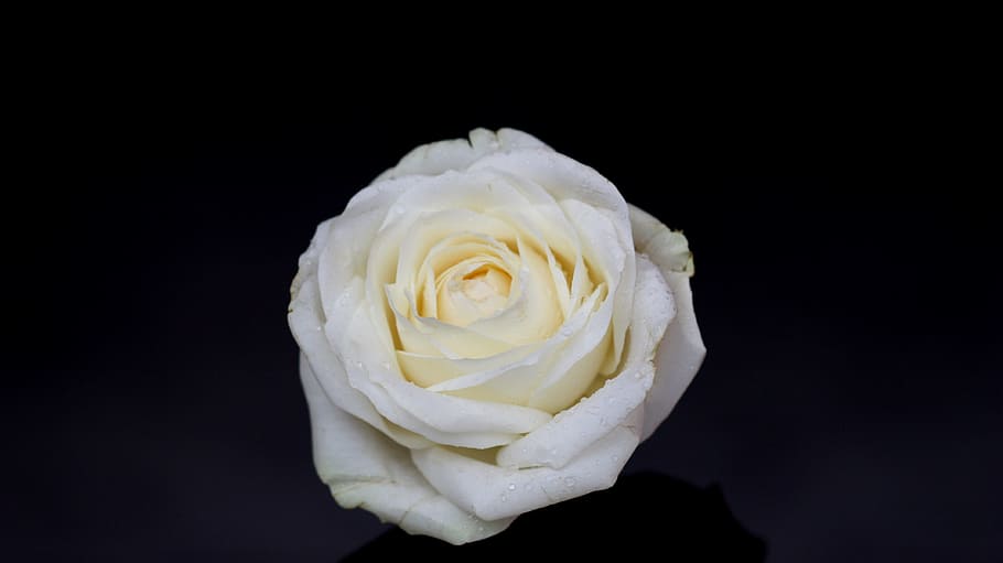 White, Petals, Dark, Flower, rose, black background, white color HD wallpaper