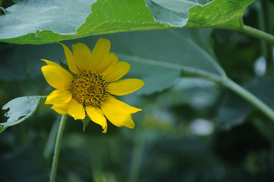 towards, day, nightshade, flowering plant, yellow, freshness HD wallpaper