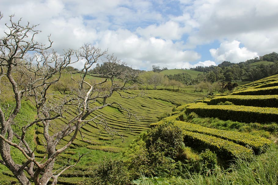 azores, landscape, trail, agriculture, plant, growth, environment HD wallpaper