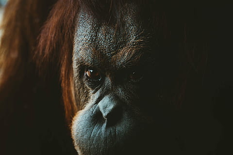 closeup photo of gorilla's face, monkey, gorilla, orange, orangutan, wild, animal HD wallpaper