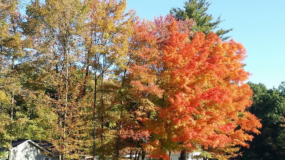 contrast, tree, fall, orange, green, beautiful, leaf, natural HD wallpaper