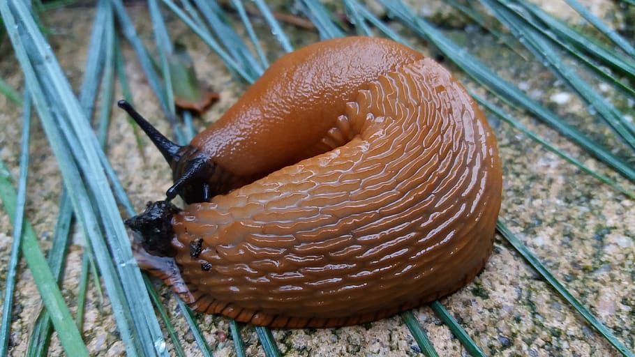nature, snail, slug, close-up, animal themes, one animal, animal wildlife HD wallpaper