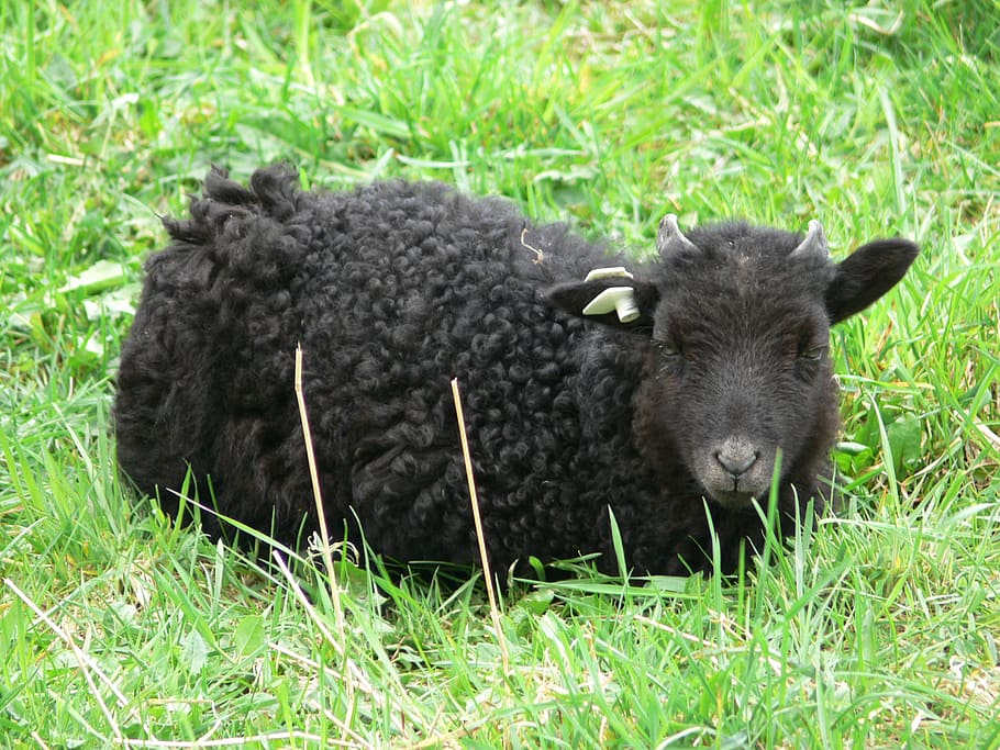 sheep, black sheep, baby, agriculture, small, grass, meat, food