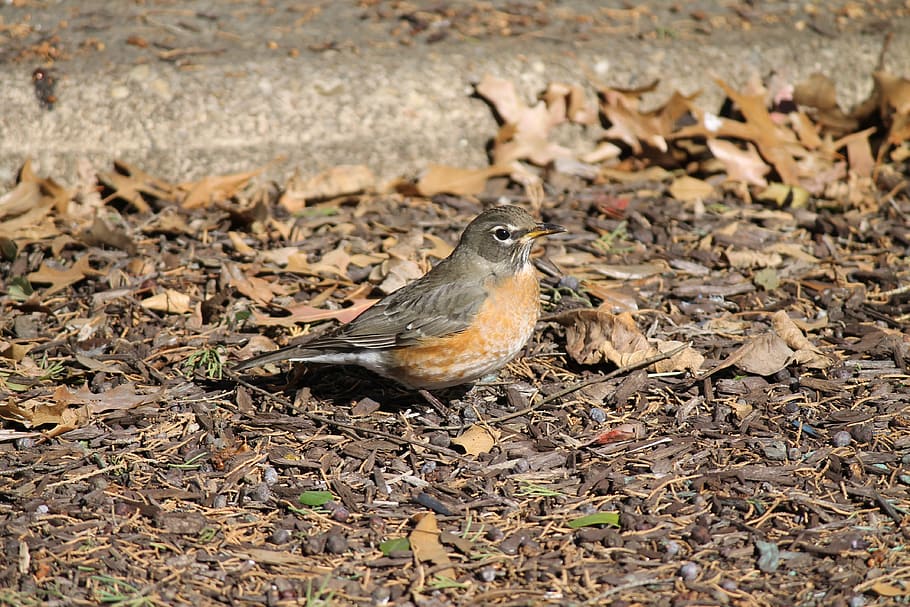 turdus migratorius, american robin, wildlife, bird, songbird