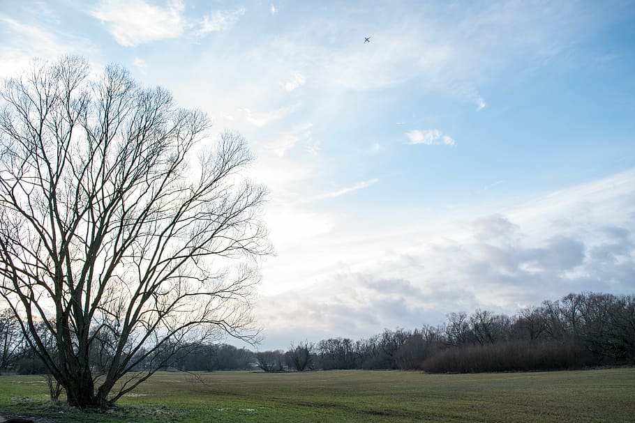 sun, sky, blue tree, clouds, nature, plant, beauty in nature HD wallpaper