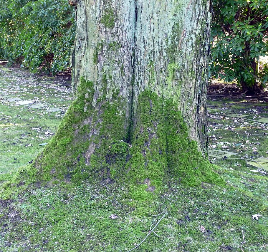 Pokok in english batang Taman Herba
