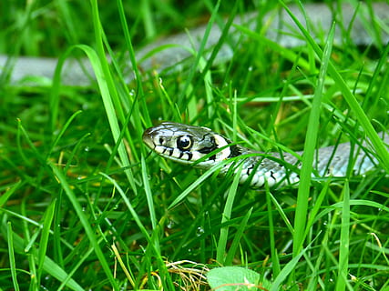 white and gray snake on grass during day time, grass snake HD wallpaper