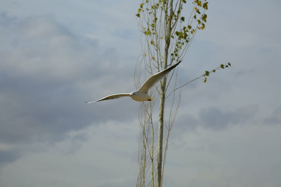 white bird flying near tree during daytime, seagull, branch, animal, HD wallpaper
