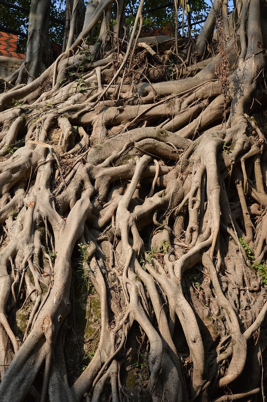 Roots, Trees, Banyan, Ficus, Woods, woody, wooden, growth, growing, HD wallpaper
