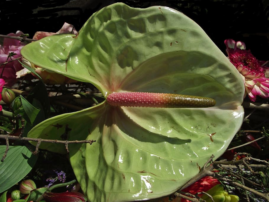 nature, flower, leaf, plant, composition, freshness, close-up HD wallpaper