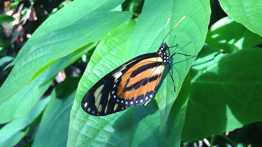 butterfly, jungle, nature, spring, wildlife, colorful, insect HD wallpaper