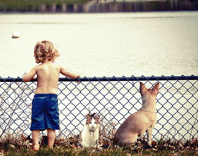 children in blue shorts beside white and gray cat in front of body of water during daytime HD wallpaper