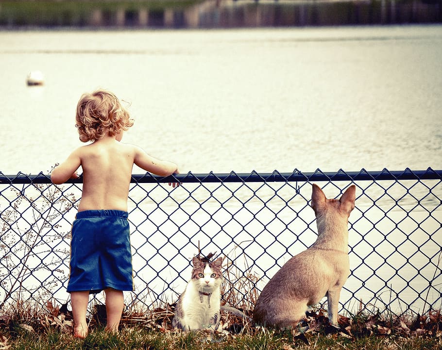 children in blue shorts beside white and gray cat in front of body of water during daytime HD wallpaper