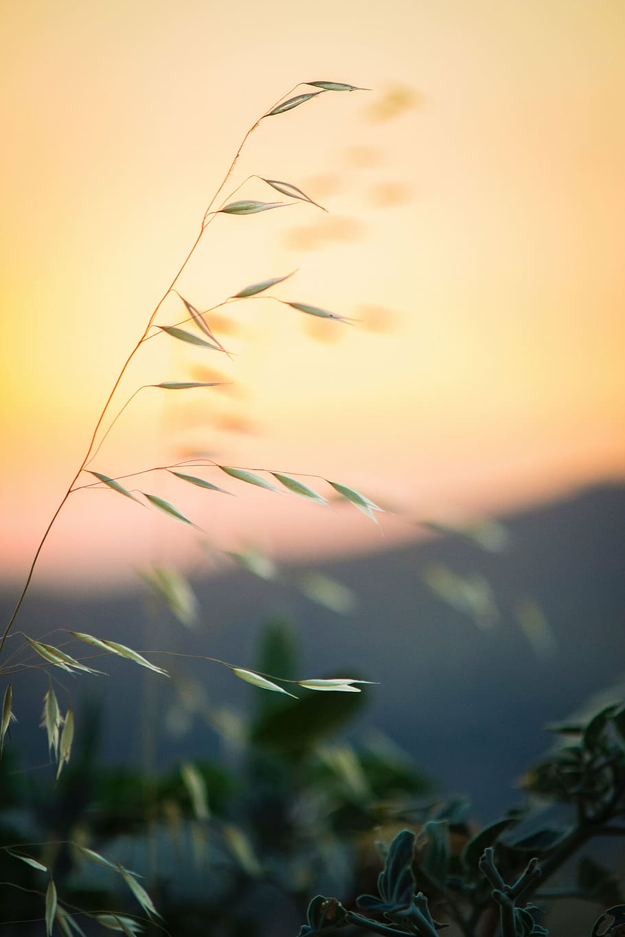 selective focus photography of green leafed plant, nature, blur HD wallpaper