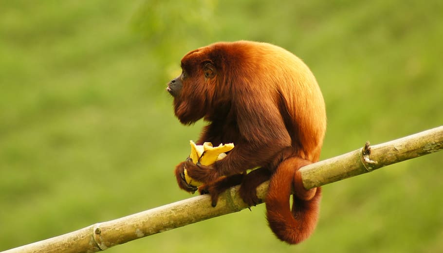 animal, mono, monkey, howler monkey, finlandia, ape, primate HD wallpaper