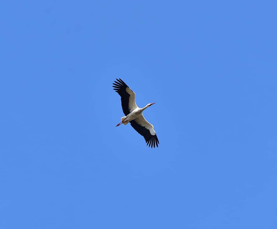 stork, sky, fly, black white, bill, rattle stork, white stork HD wallpaper