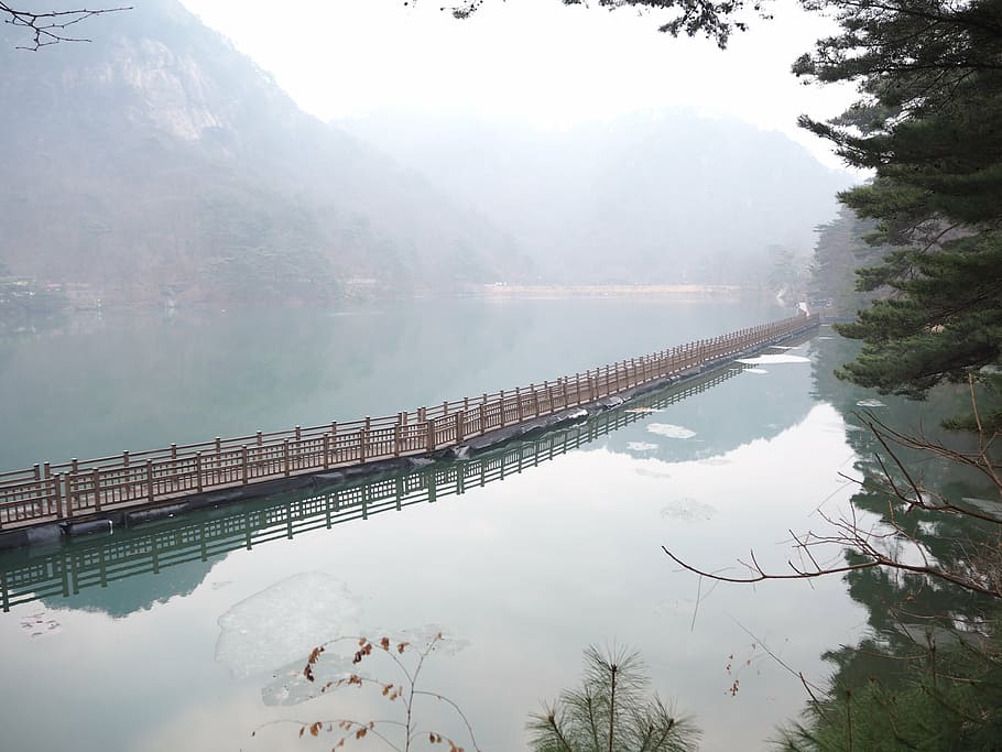 fog, bridge, the river, water, reflection, tree, nature, plant HD wallpaper