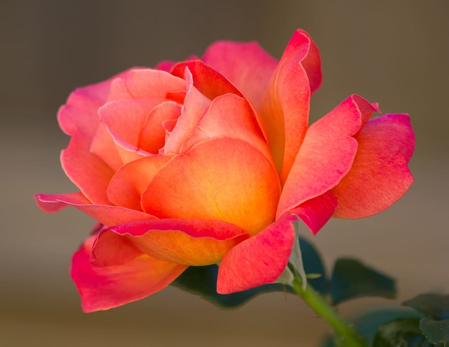 flower, petals, bloom, green, leaf, outdoor, flowering plant HD wallpaper