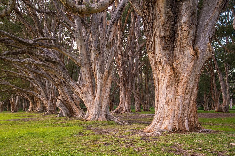 low-angle photography of trees, park, botanical, foliage, natural HD wallpaper