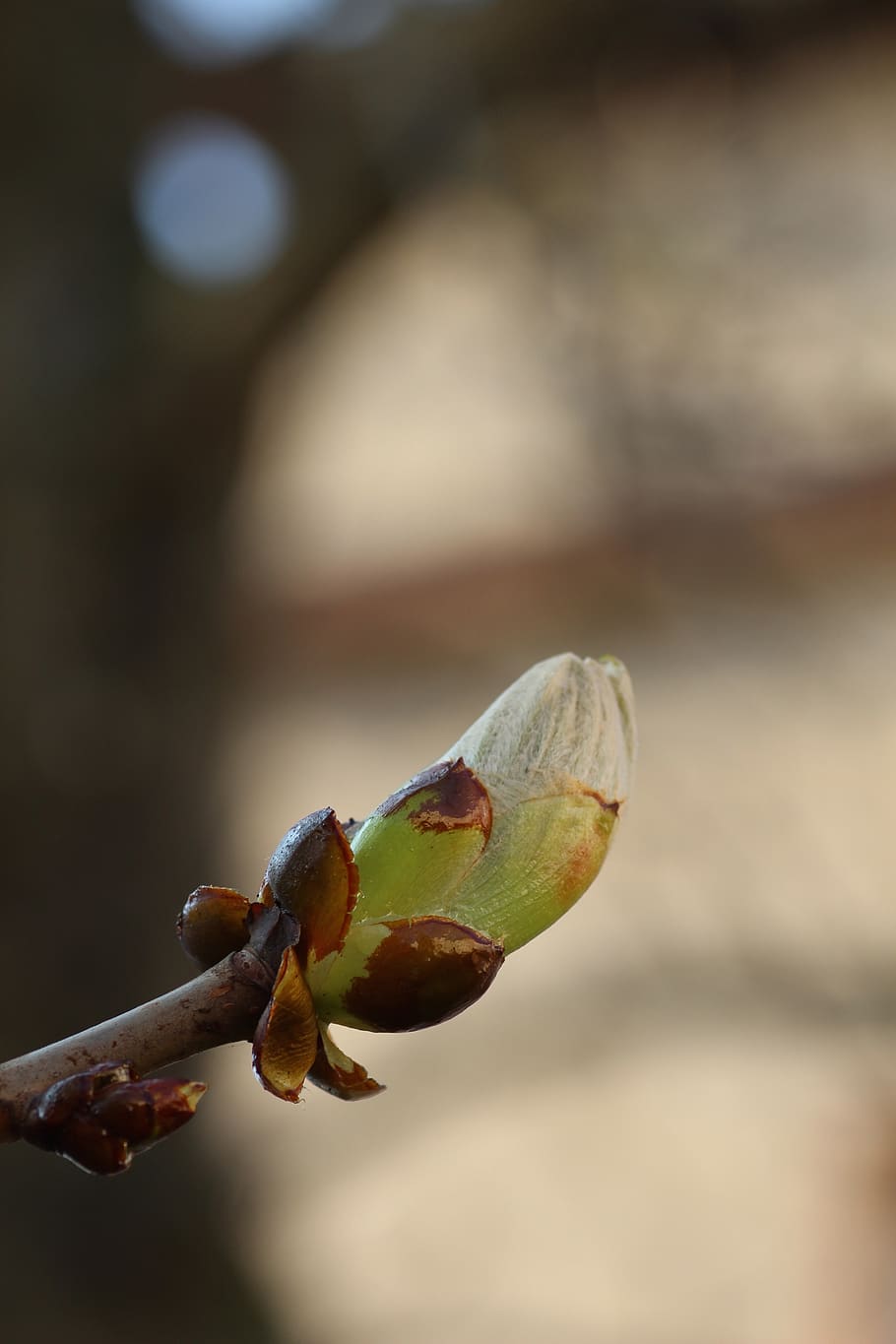 bud, spring, branch, tree, close-up, focus on foreground, plant HD wallpaper