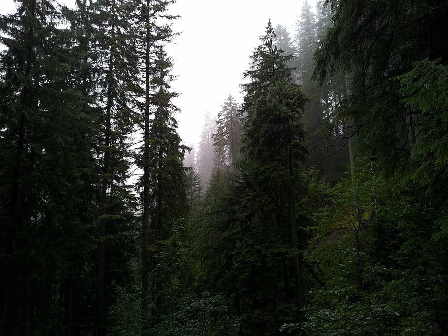 fog, forest, mountains, trees, nature, misty, dark, mystery HD wallpaper