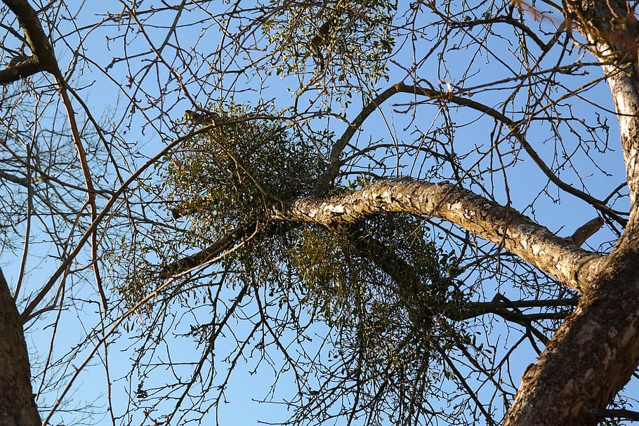 Mistletoe, Branch, Tree, Branches, apple tree, bark, nature HD wallpaper
