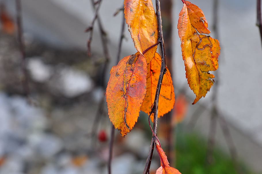 Leaves, Macro, autumn, leaf, nature, yellow, season, orange Color HD wallpaper