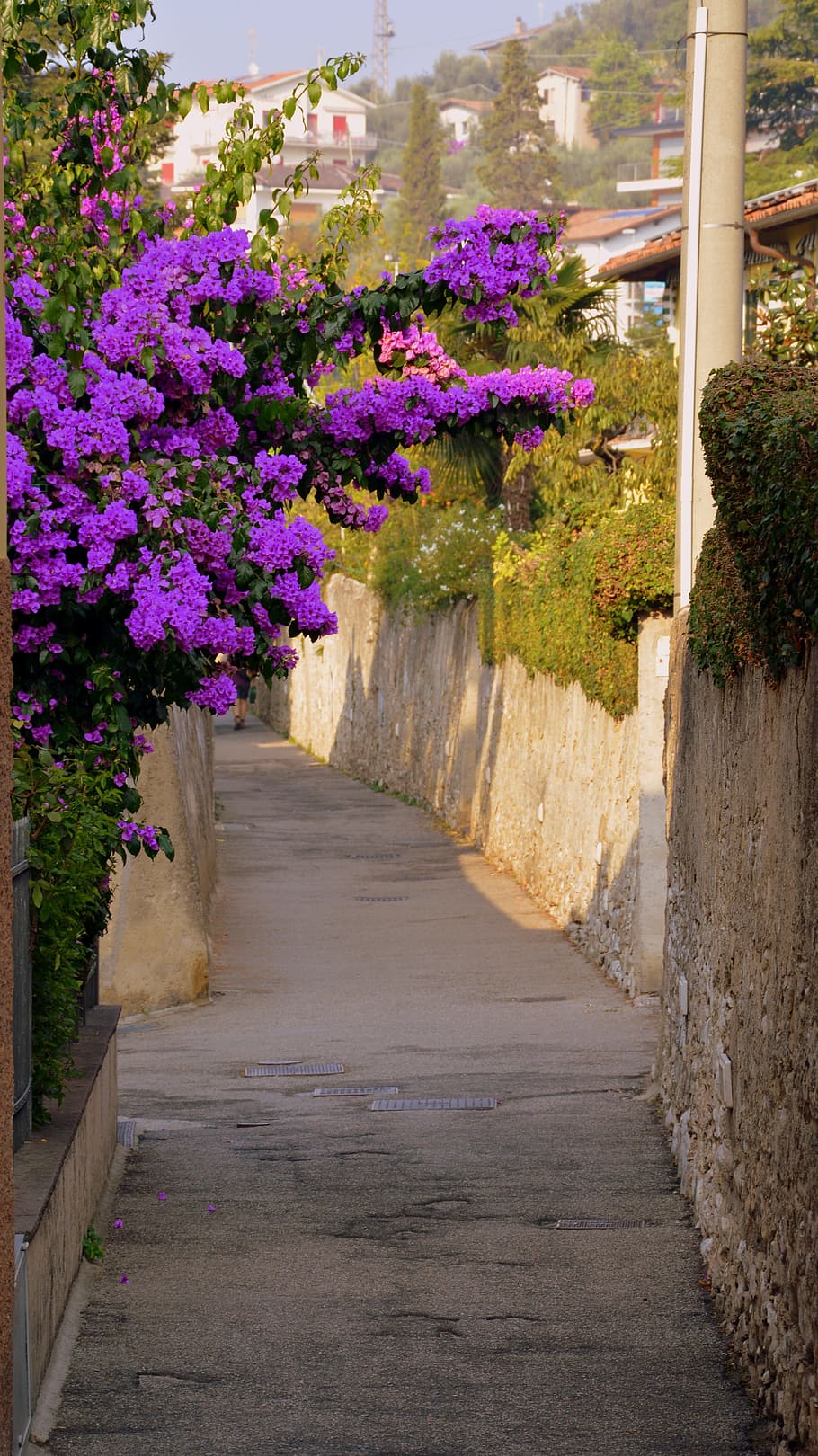 bloom, violet, lane, road, malcesine, garda, italy, plant, flowering plant HD wallpaper