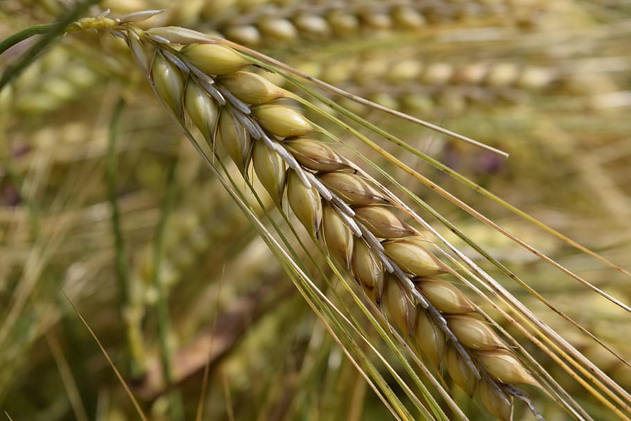 barley, nourishing barley, ear, cornfield, cereals, grain, summer, HD wallpaper