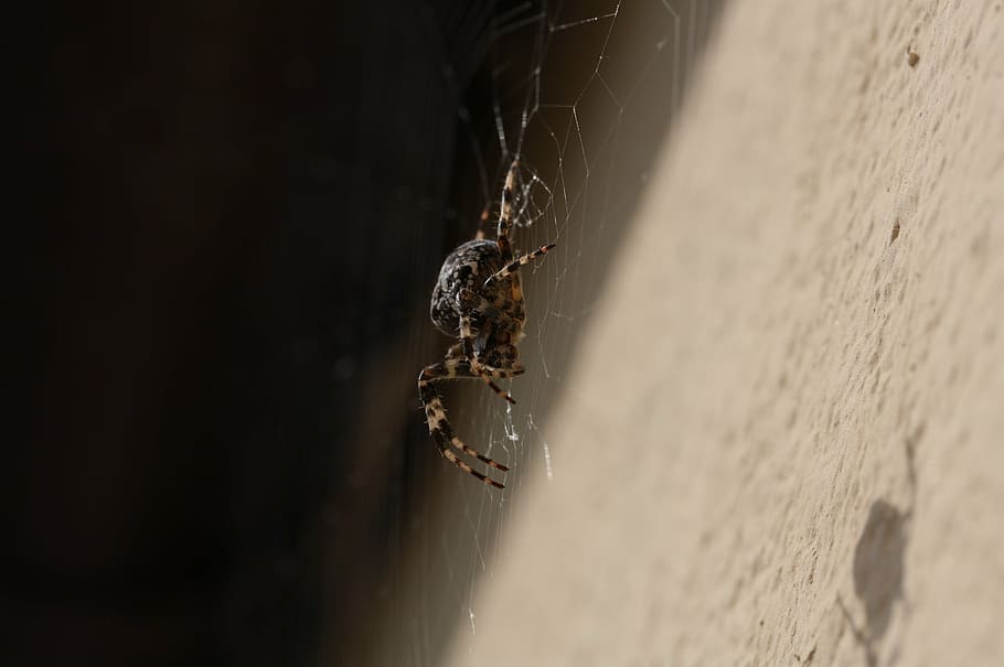 spider, network, close, orb web, cobweb, animal, animal themes HD wallpaper