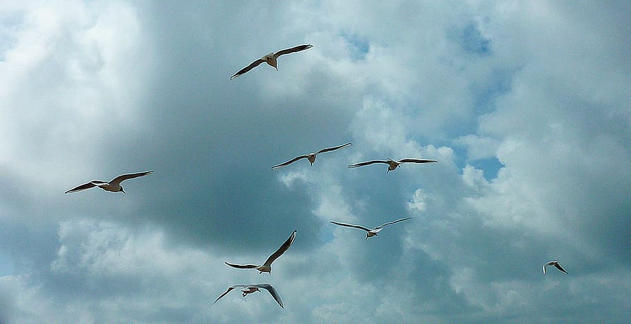 fly, sky, sea, gull, gulls, mövenschwarm, seagull, lake, beach HD wallpaper