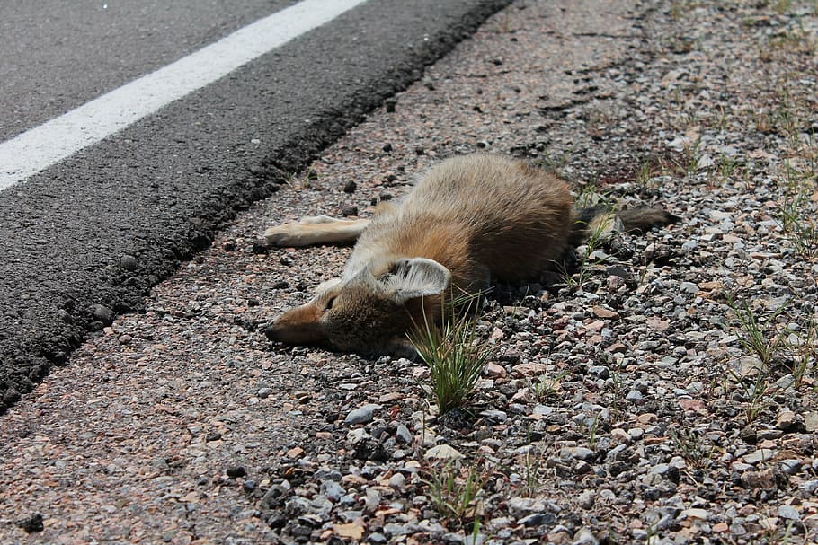 dead, fox, killed, roadkill, animal crossing, caution, road safety HD wallpaper