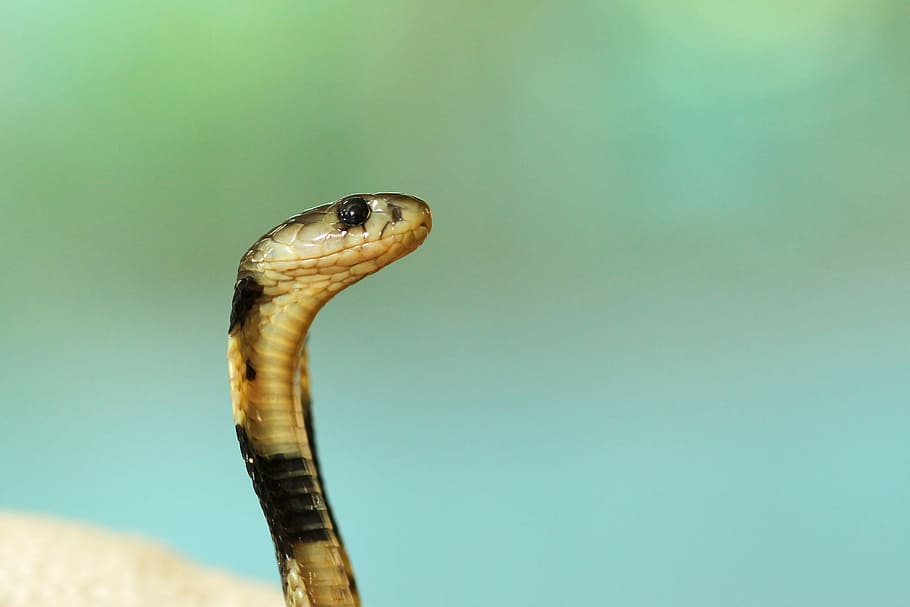 selective focus photography of black and white cobra, shallow focus photography of white and black cobra snake