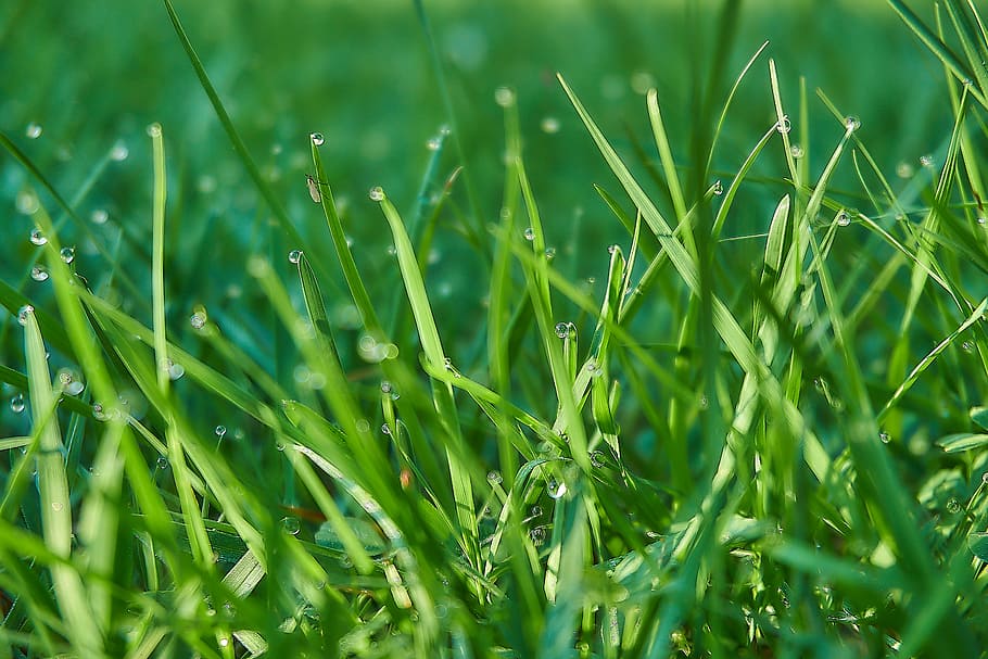 grass, fly, blades of grass, drip, meadow, morgentau, close