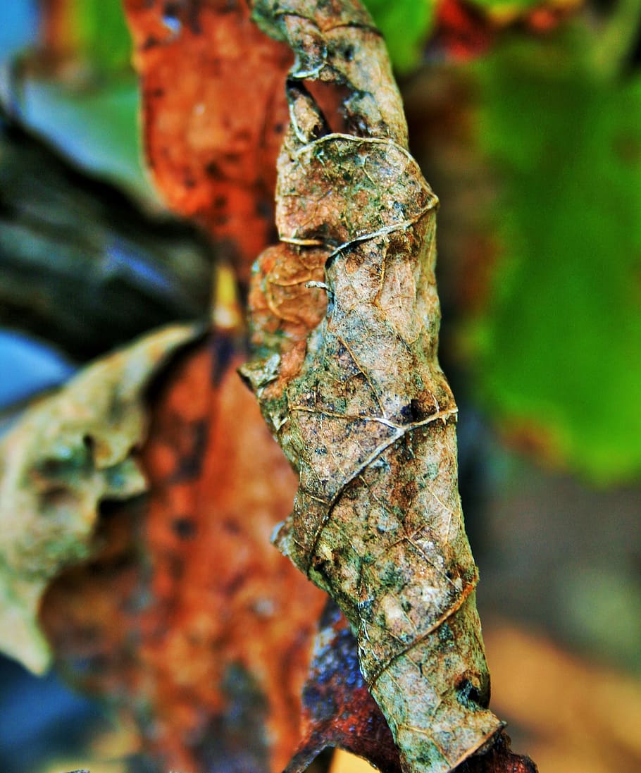 brown leaf, dry, decaying, curled, veined, vine, grape, nature HD wallpaper
