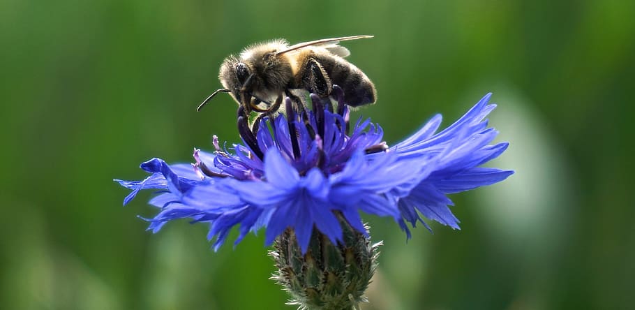 honey bee perching on blue flower during daytime, Cornflower HD wallpaper