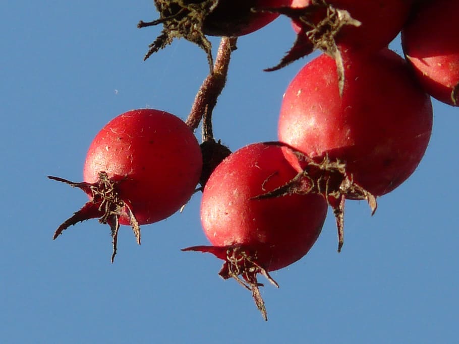 berries, fruits, red, tree, berry red, leather leaf weißdorn HD wallpaper